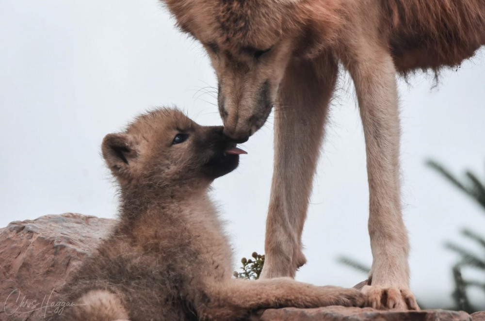 Arctic wolf pup now at Jimmy's Farm (Picture: Chris Haggan)