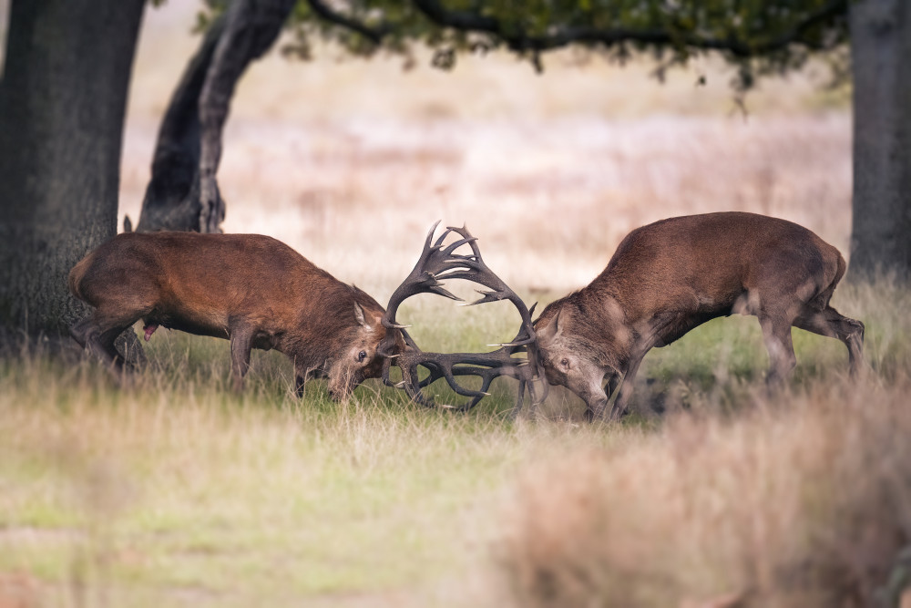 Deer rutting season starts in late September. (Photo Credit: Adam Masterton AM Nature Photography).