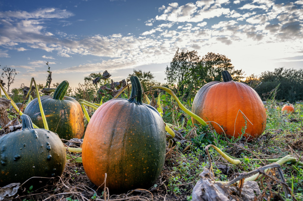 Enjoy a day of pumpkin picking in time for Halloween in Rutland. Image credit: Rutland Pumpkins. 