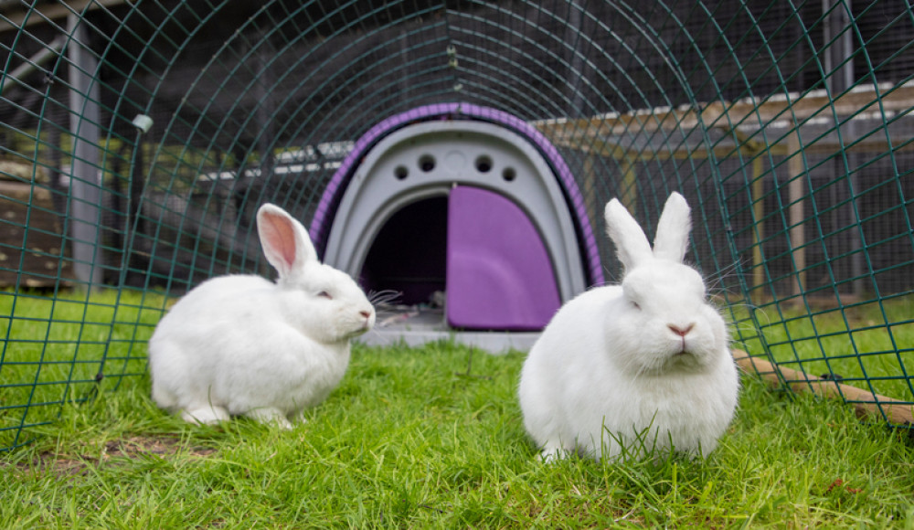 Rabbits need rehoming (Picture: RSPCA)