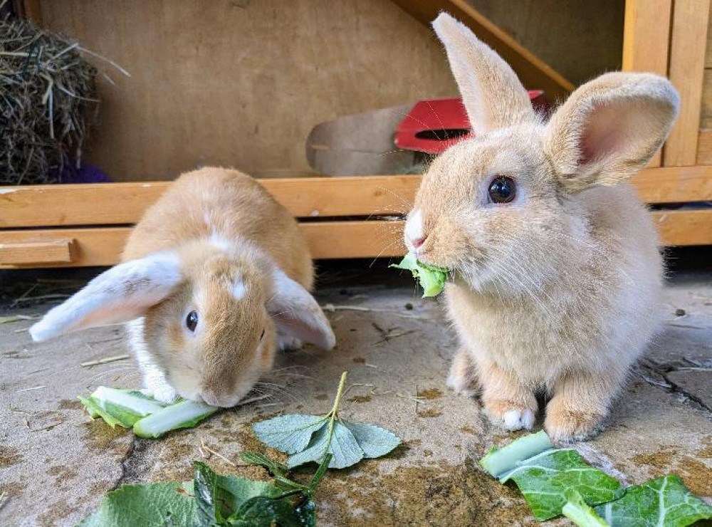 Squirrel and Bear need a home Squirrel and Bear need a home