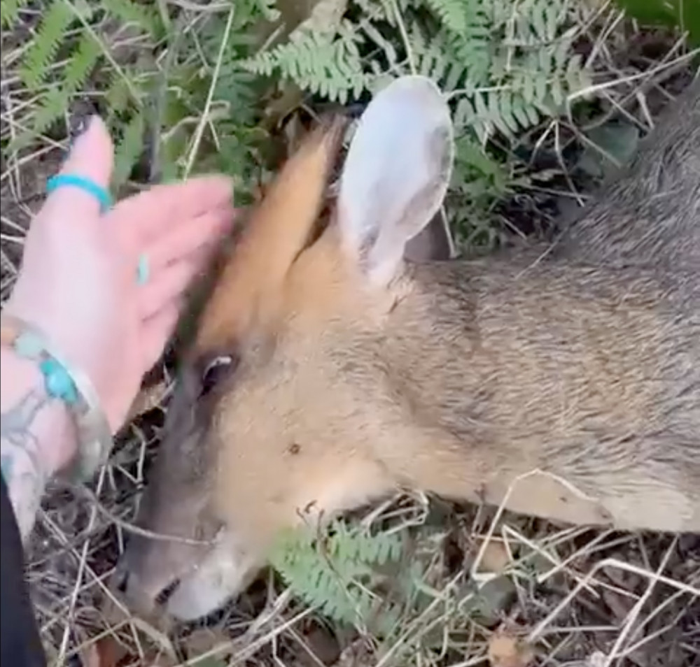 Deer being comforted (Picture: Suffolk Action for Wildlife)