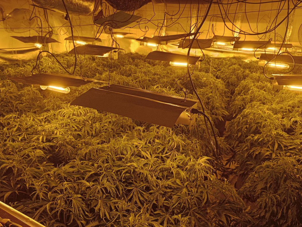 The 300-plant cannabis grow was discovered in Ibstock. Photos: Leicestershire Police