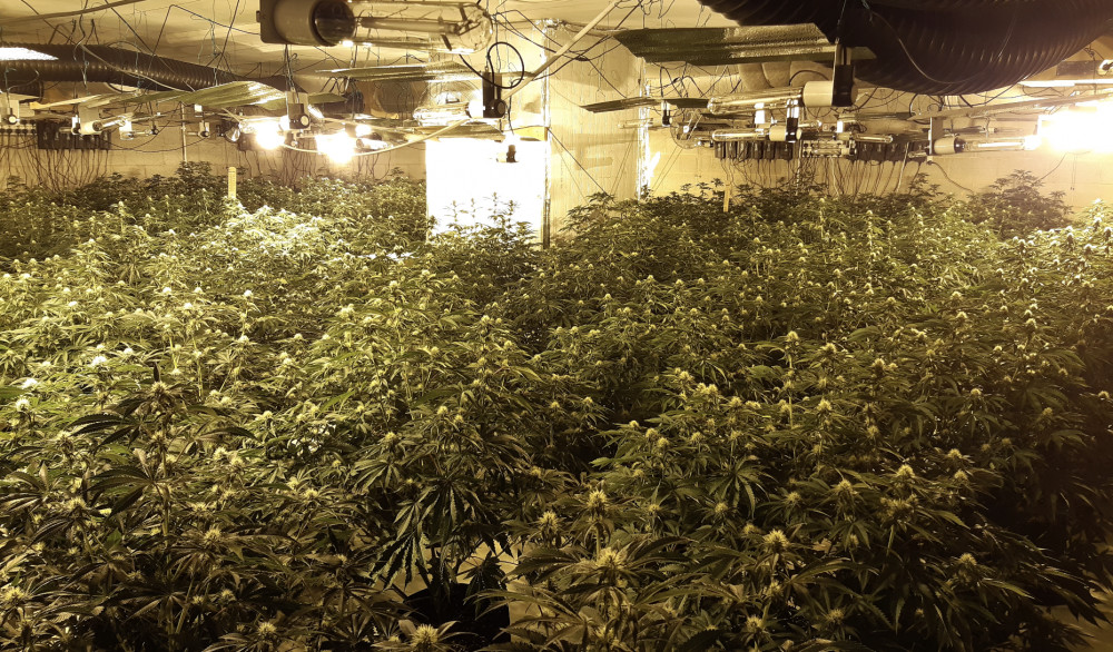 A portion of the plants seized. (Image - Macclesfield Police) A portion of the plants seized. (Image - Macclesfield Police)