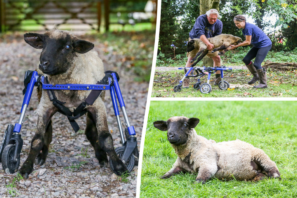 Suffolk lamb Rosy (Picture: SWNS)