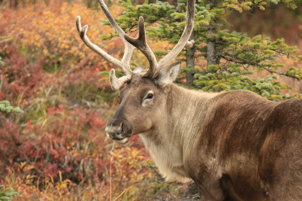 Caribou (reindeer) on the peninsula (Picture: Nub News)