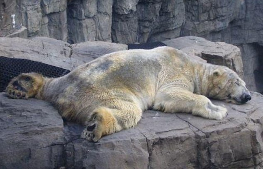 Polar bears set to be revealed at Jimmy's Farm (Picture: SWNS)