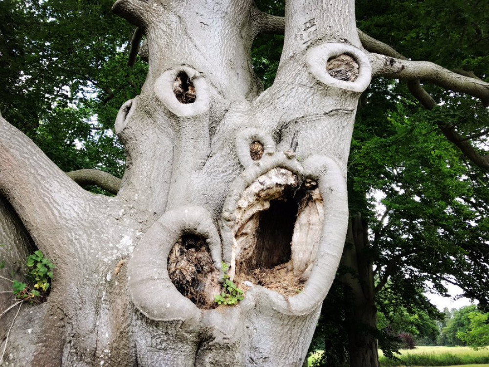 Suffolk horror tree (Picture: Twitter)