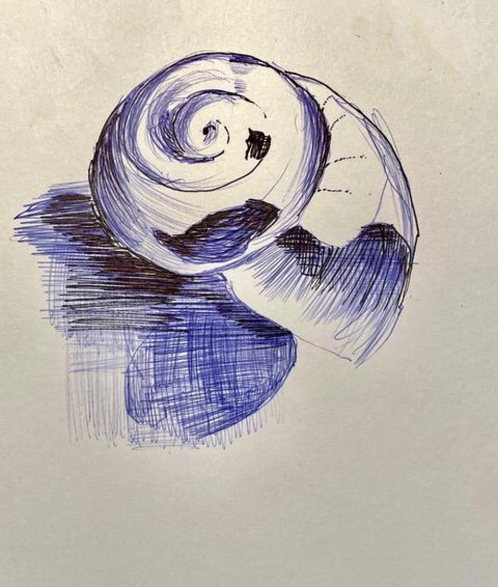 Drawing Shells Drawing Shells