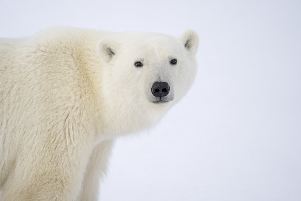 Polar bears belong in the arctic - not Suffolk (Picture: SWNS Polar bears belong in the arctic - not Suffolk (Picture: SWNS