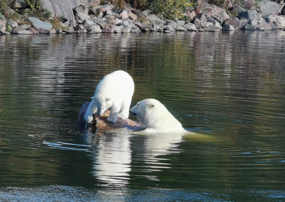 Miki, left with mum Ewa in Sweden, before move to Jimmy's Farm that led to her death (Picture: Bear Conservation)