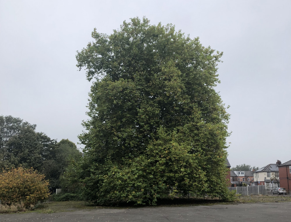 The tree is believed to be around 80 years old, and is used as a landmark by residents (Image - Declan Carey)