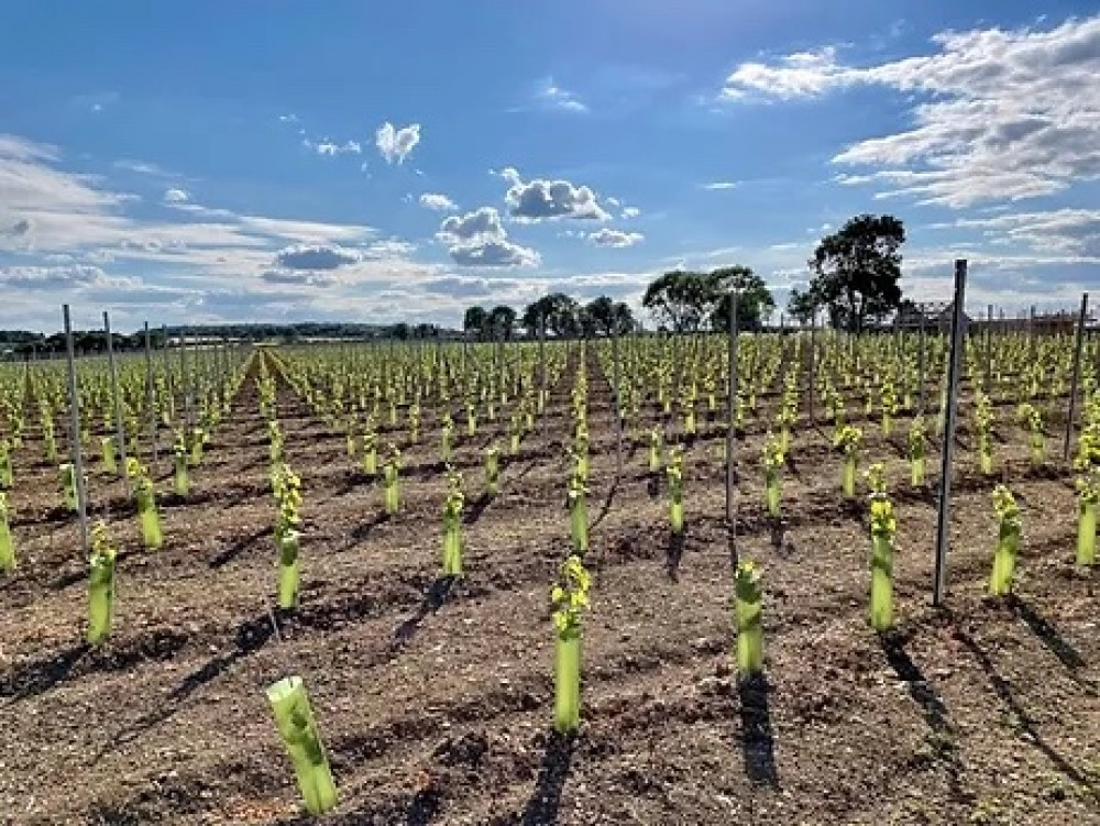 Rutland Vineyard is getting ready to harvest its first red grape vines since planting in 2021. Image credit: Rutland Vineyard.