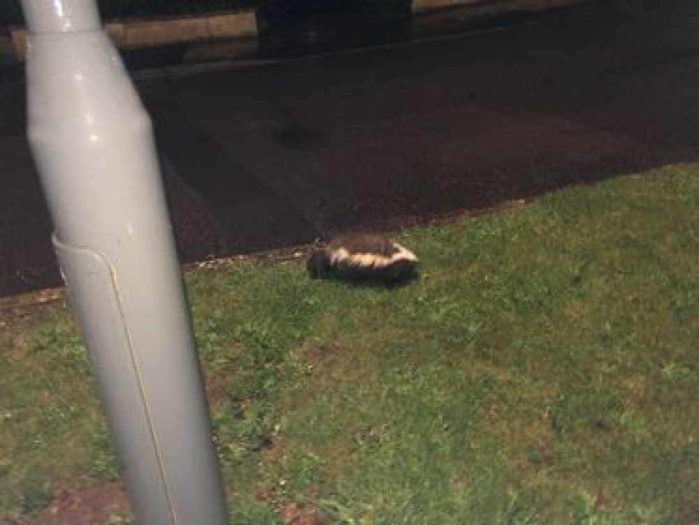 Spotted in a residential area of Midsomer Norton - a skunk