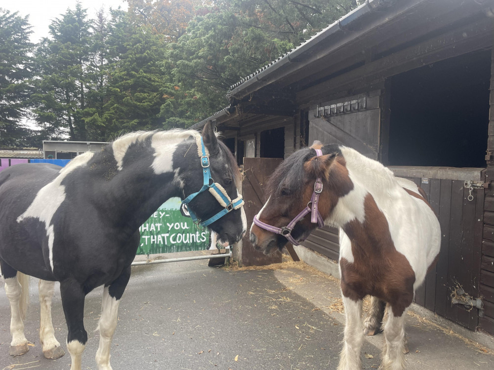 Dougie and Jack. (Photo Credit: Heather Nicholls).