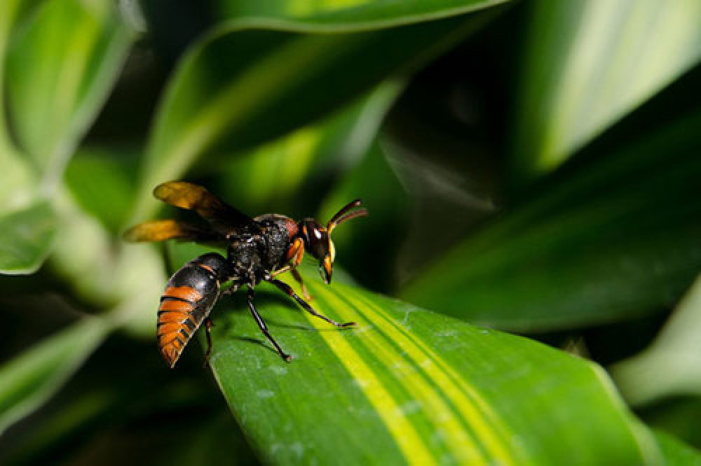 Residents asked to report sightings of asian hornets. (Photo: Richmond Council)