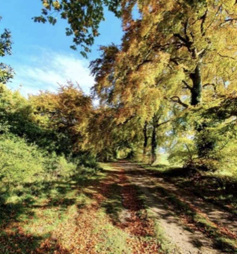 Beautiful autumnal Wood Lane. PICTURE CREDIT: Andy H