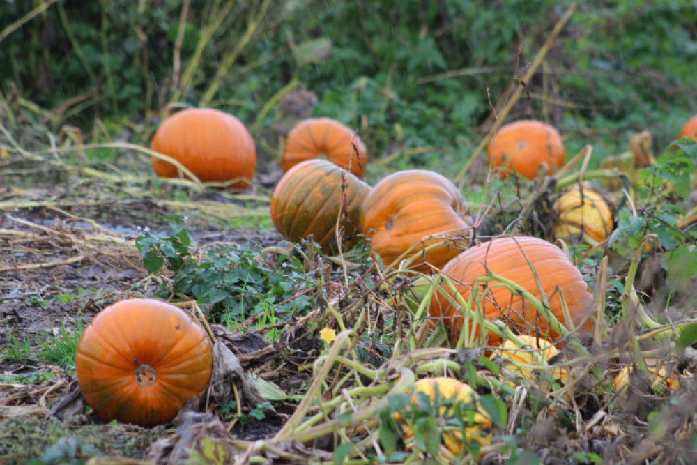 The popularity of (PYO) pumpkin patches has prompted an insurance expert to warn against Halloween surprises. (Photo: Nub News) 