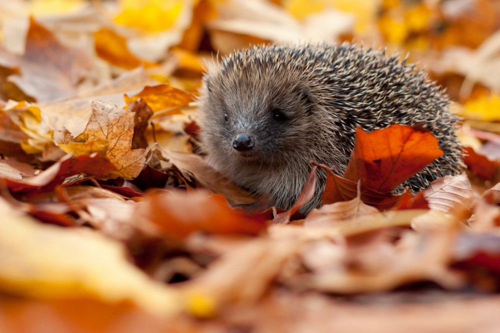 Essex Wildlife Trust has warned of the potential harm to animals that fireworks and bonfires can pose. (Credit: Tom Marshall)