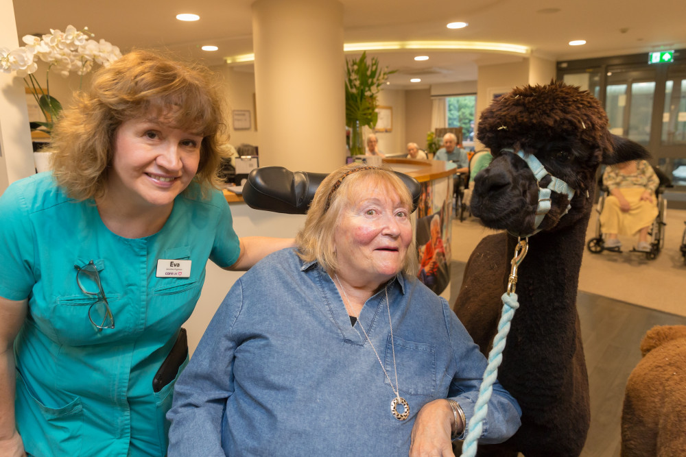 Residents enjoy an alpaca visit at Rossetti House 