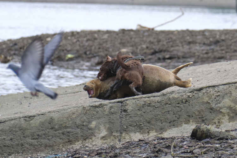 Beloved seal was attacked on Sunday, March 21 (picture: Duncan Phillips)