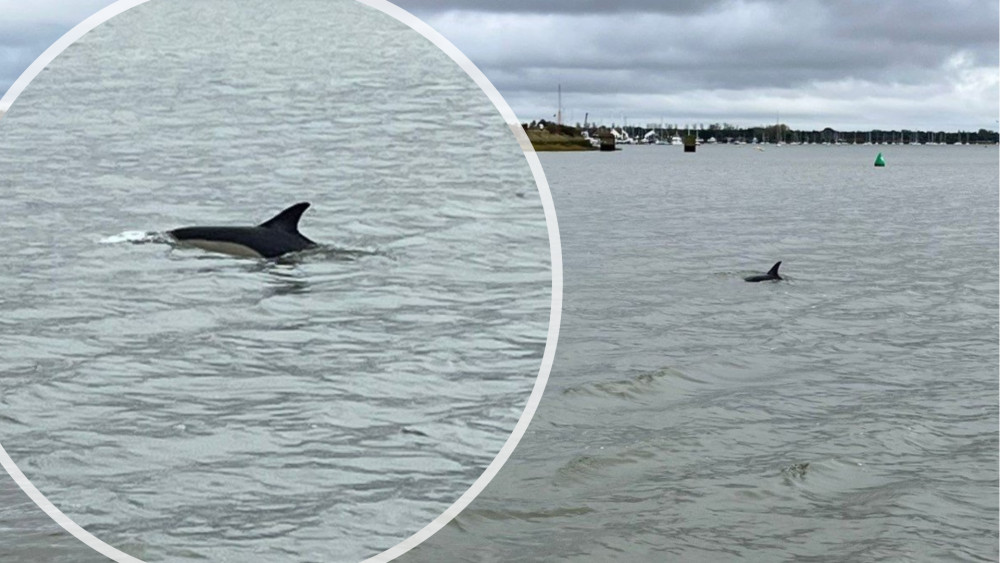 Visitors captured the unusual sighting in the River Chelmer, visible from Promenade Park. (Credit: Visit Maldon District)