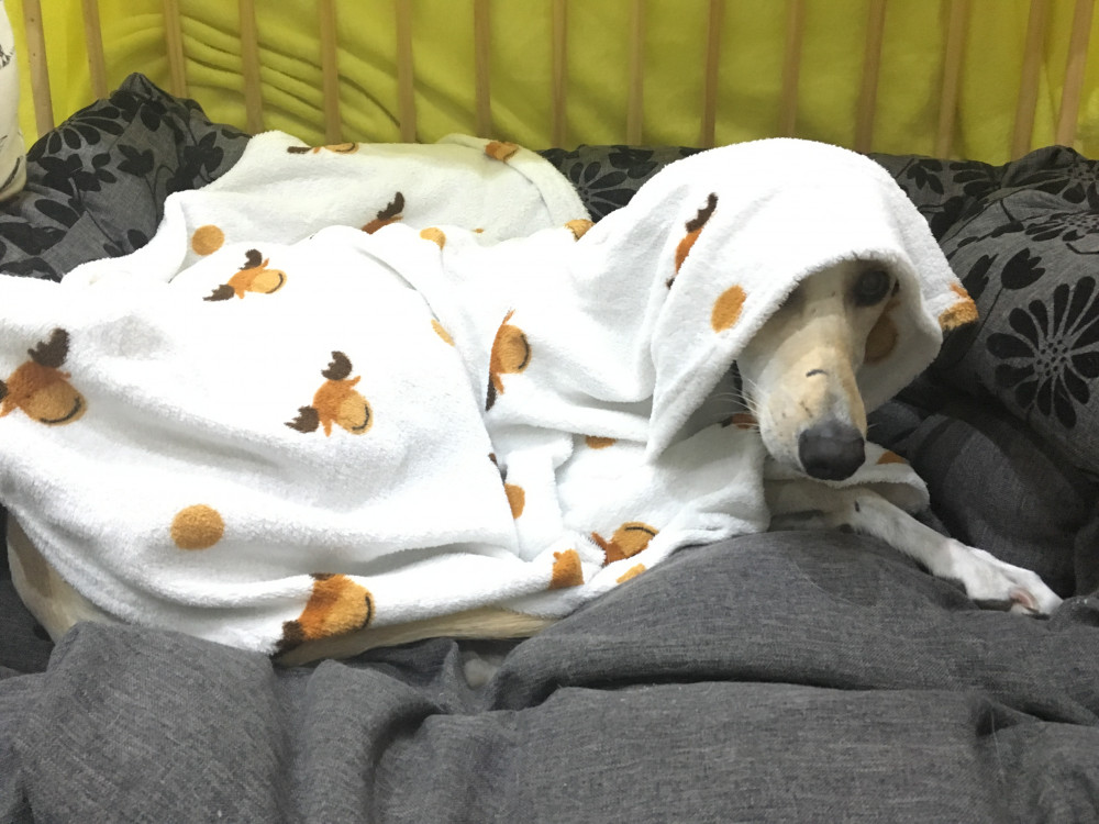 William hiding under a blanket. Photo : RSPCA 