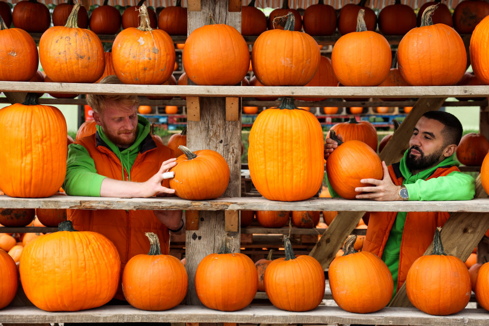 Pumpkin patch (Picture: Liz Winter)