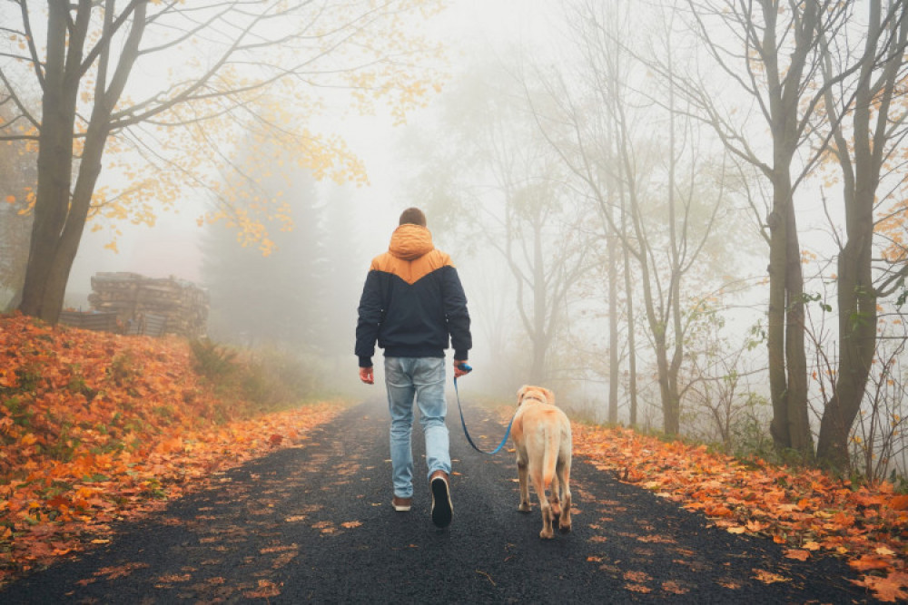 An Alsager veterinary practice owner makes Halloween a walk in the park for pets (Photo: Vets 4 Pets)