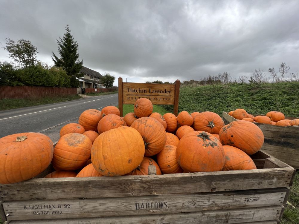 Hundreds of free pumpkins are up for grabs at Hitchin Lavender this Halloween as you can see by our picture taken on Tuesday lunchtime (October 31). CREDIT: Nub News 