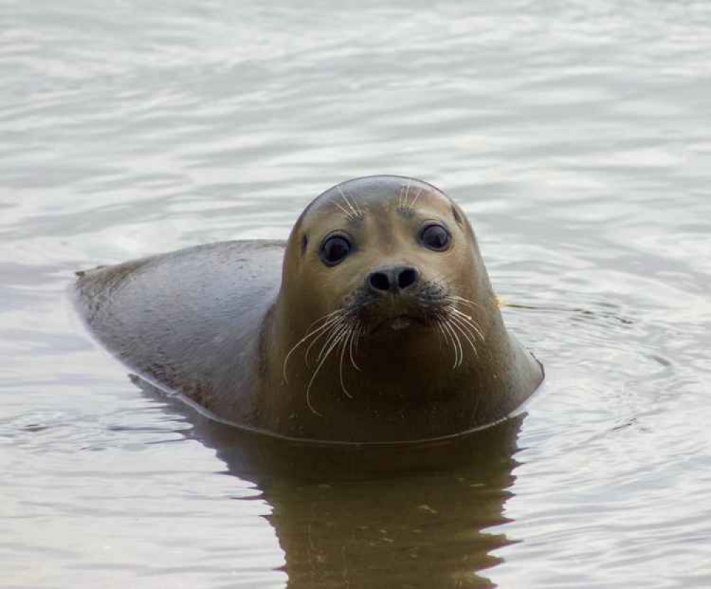 Freddie the seal / Credit: Mary Tester