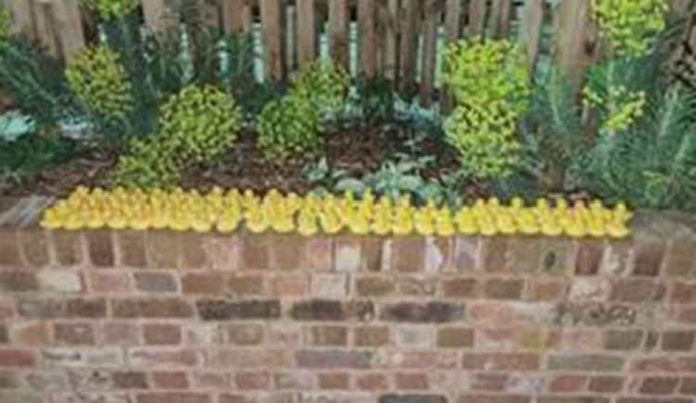 The stolen rubber ducks lined up on a wall / Credit: Kingston Police