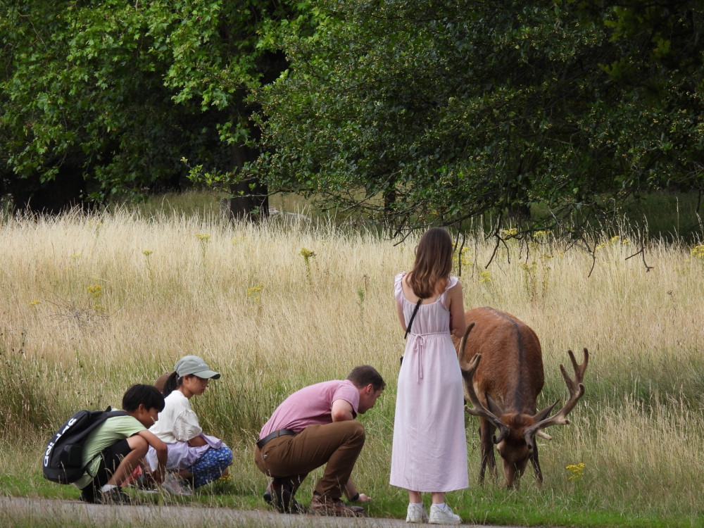 A motion has been passed to call for the protection of Richmond Park from increased flight paths. (Photo Credit: Amanda Boardman). 