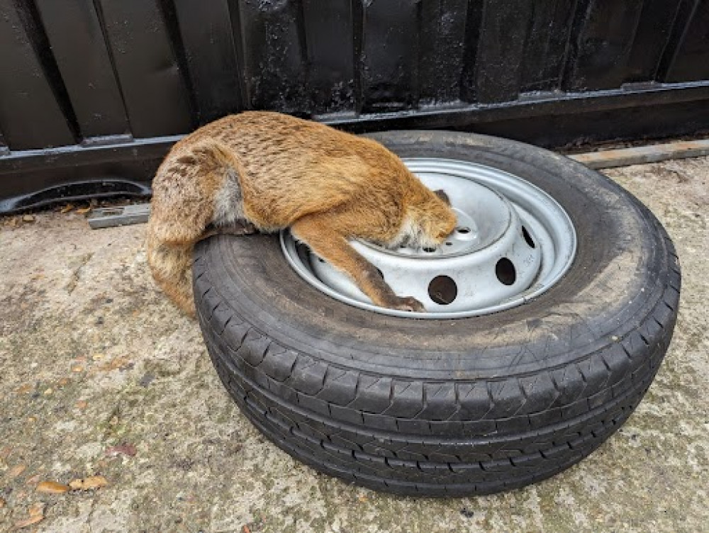 Fox gets head stuck in a wheel in New Malden, Kingston. (Photo: SWNS/Isobel Williams)