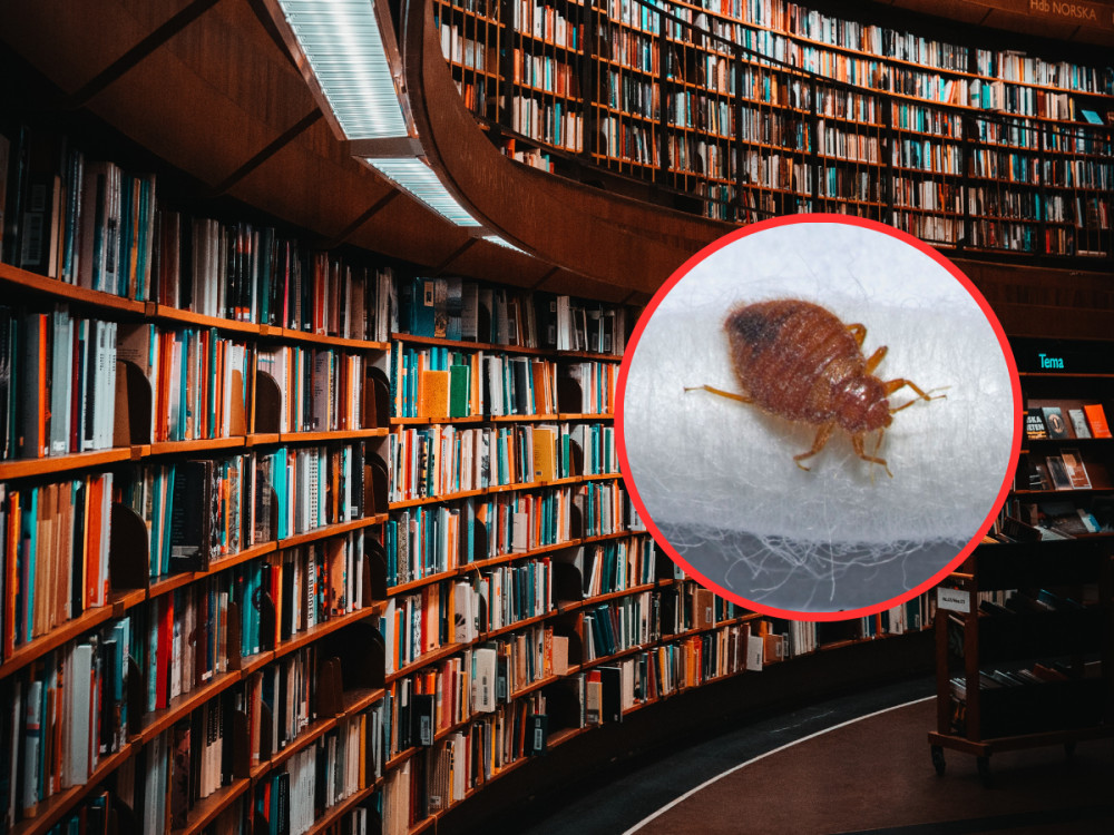 Bedbugs are small insects that often live on furniture or bedding (credit: Emil Widlund / Unsplash).