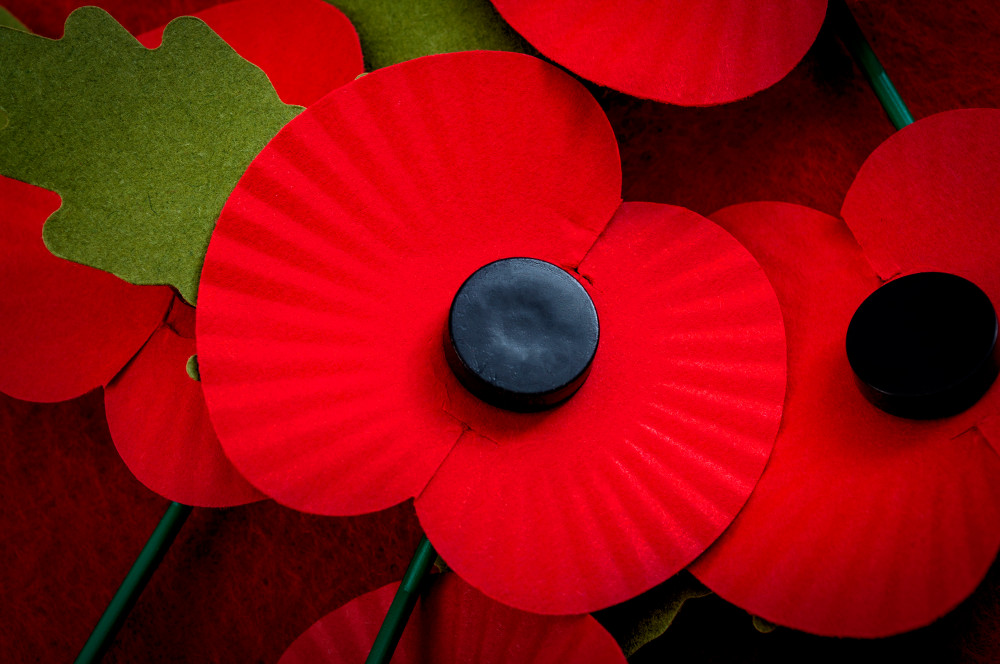 Remembrance Day Poppy