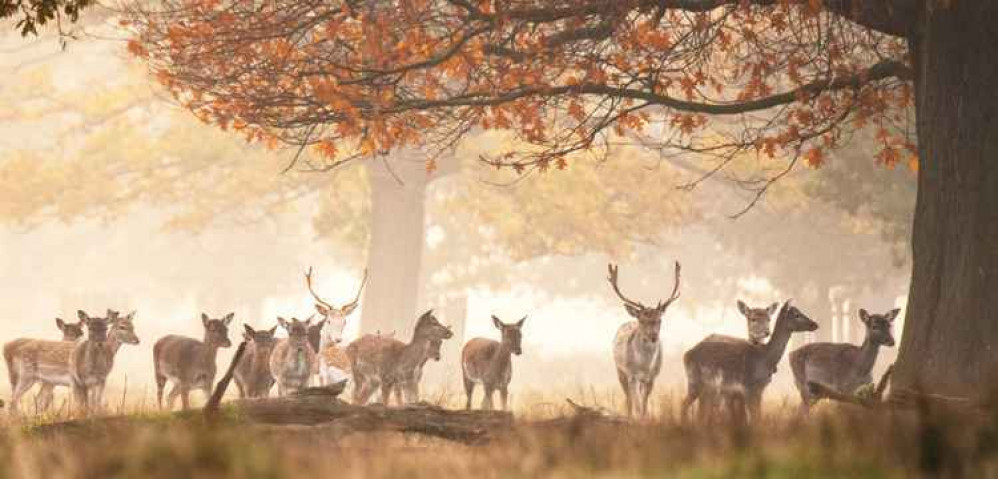 Fallow deer in Bushy Park / Credit: Sue Lindenberg