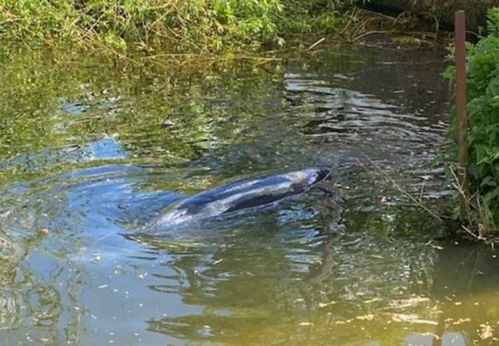 A photo of the whale which is currently stuck by a cafe / All photo credits: Stuart Higgins