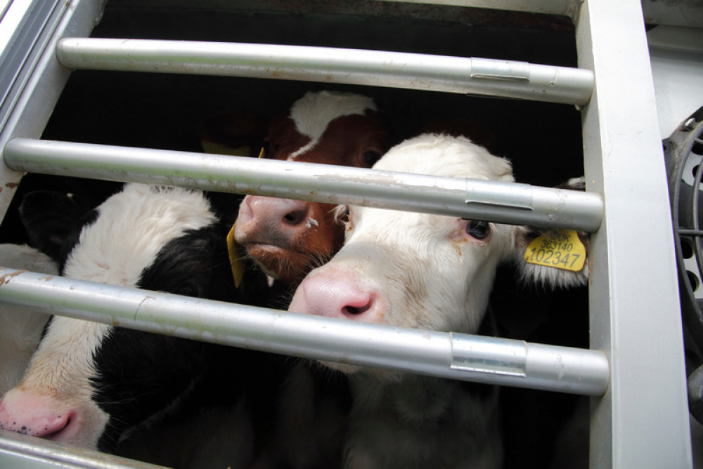 The RSPCA has campaigned to outlaw live exports for more than 50 years.