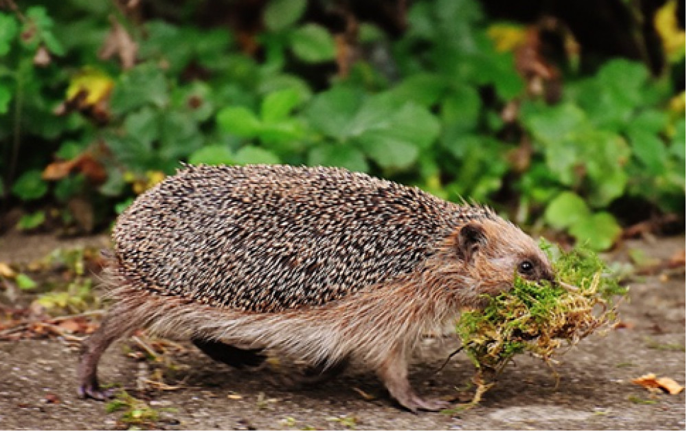 A European hedgehog carrying moss : Photo Somerset Council 