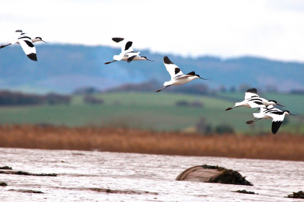 Guided Bird Watching Guided Bird Watching