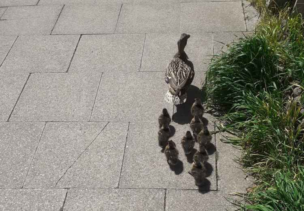 Mother duck leads her ten babies down King's Road / Credit: Leanne Cook