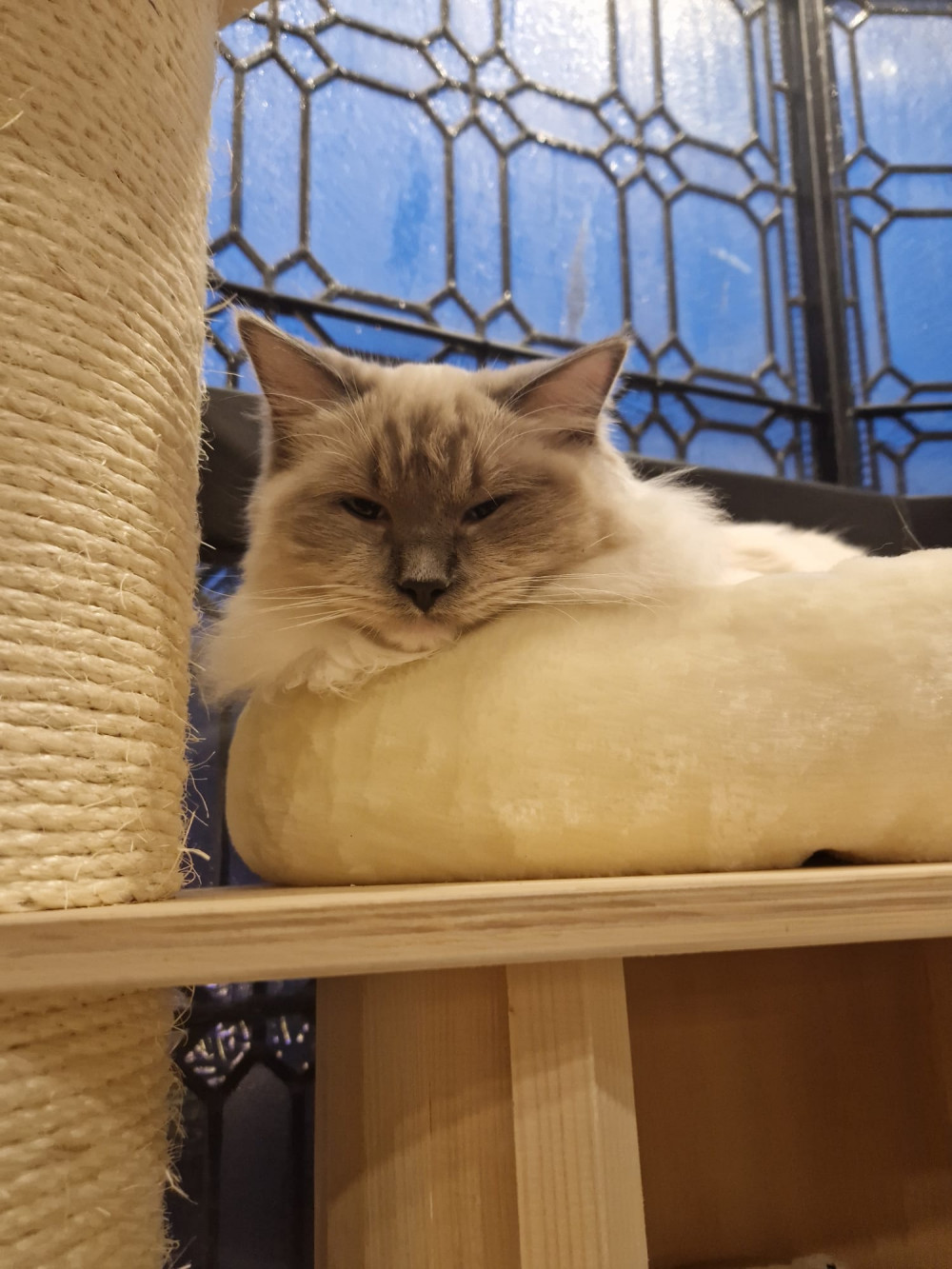 One of the 'guests' at a cat cafe in Liverpool : Photo Frome Nub News