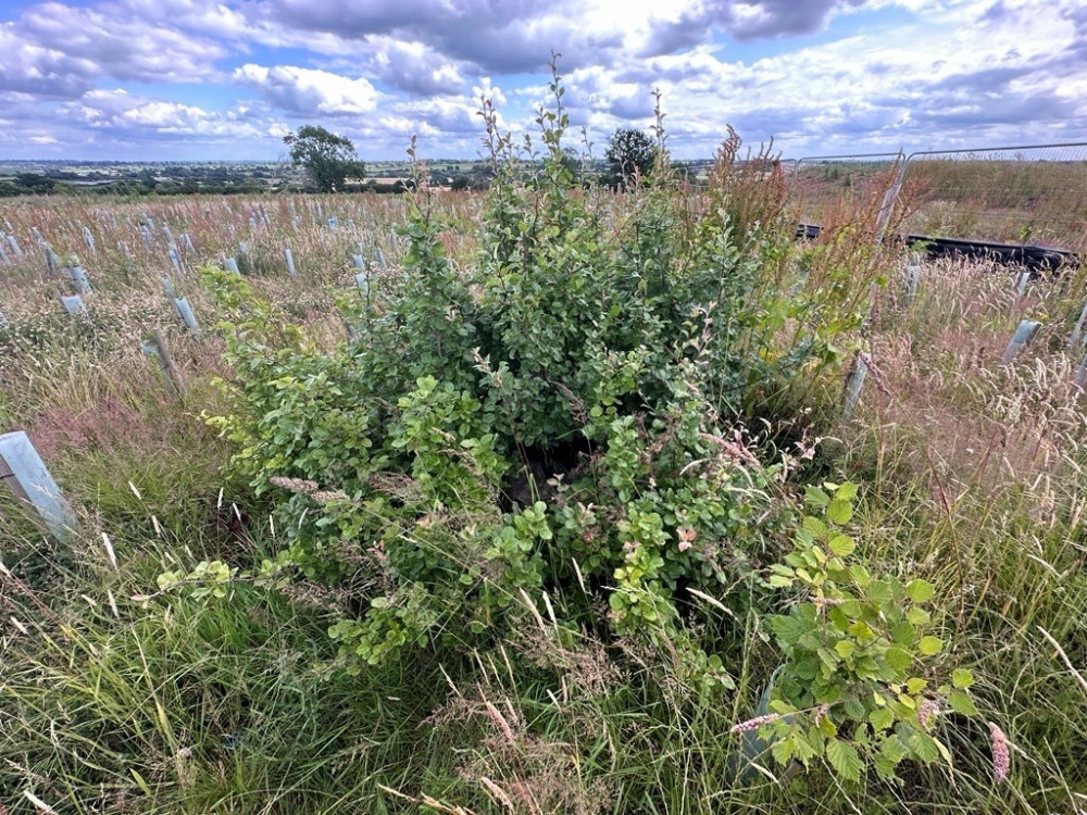 The stump of the pear tree was replanted in a field 100m away (image via SWNS)