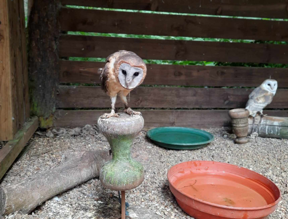 Join the team at Rutland Falconry and Owl Centre as a volunteer. Image credit: Nub News. 