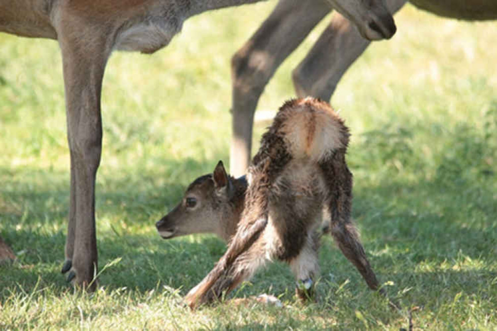 Royal Parks are warning visitors to be vigilant during deer birthing season in Richmond and Bushy Parks