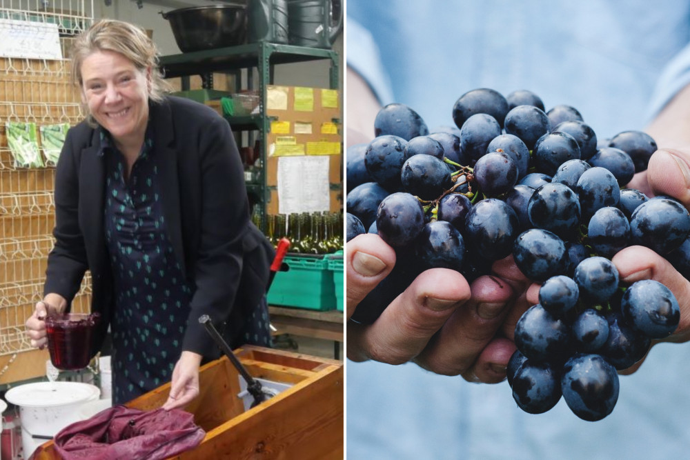 The Horsenden Grape and Honey Farm, in Whitton Avenue East, produces organic honey, grows a range of fruits and now wine (credit: Ealing Council & Maja Petric/ Unsplash).