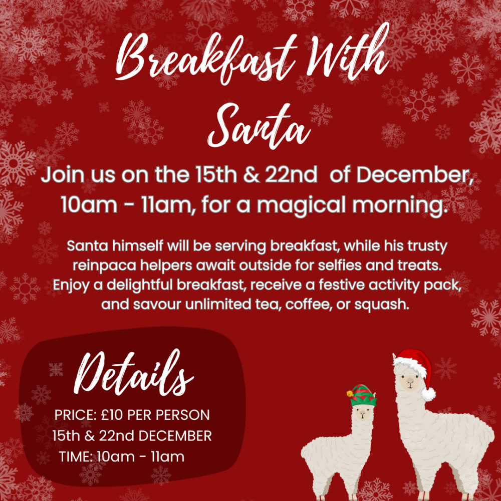 Breakfast With Santa And His Reinpaca at Charnwood Forest Alpacas, near Ashby de la Zouch