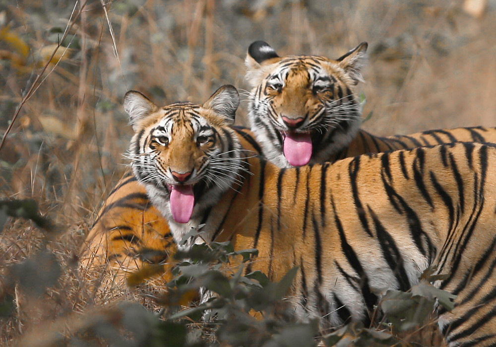 Sticking out the tongue (Picture: Tanya Tiwari)