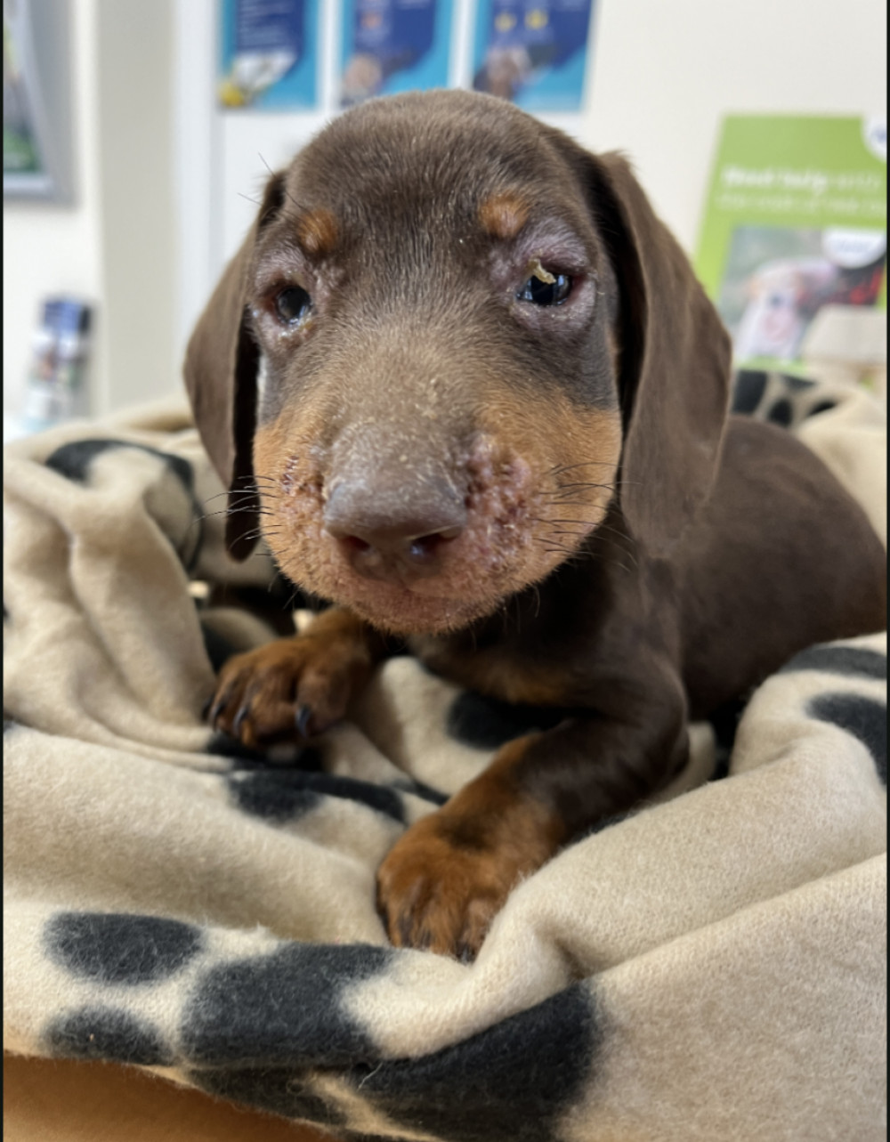 The poorly puppy has been named Little Will by rescuers